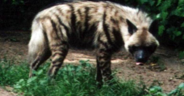 حيوان يفترس طفلة في الغور والأب يروي التفاصيل لعمان نت.. صوت 