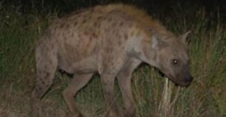 تقديم مساعدات لأسرة الطفلة فريسة الغور ومسح للأسر المعرضة للخطر