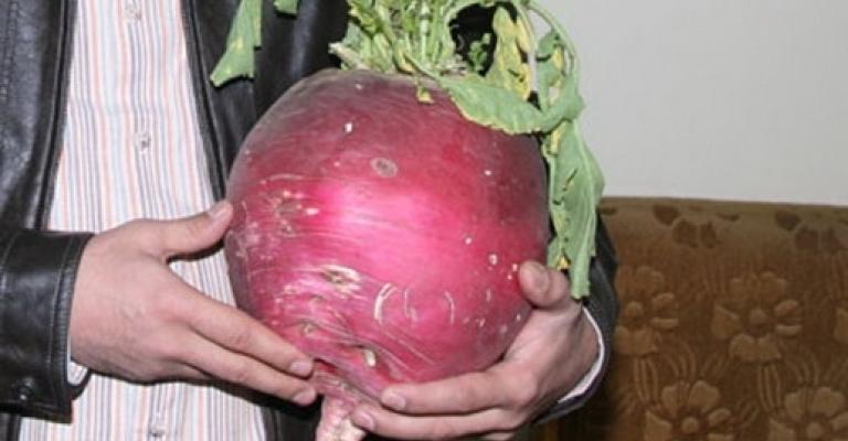 الشكل يطيح بطعم المزروعات المهرمنة والمزارعون يهربون إلى “البسطات” هربا من الرقابة