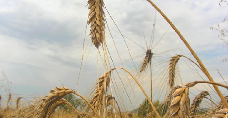 تنظيم زراعي جديد يركز على زراعة الحبوب