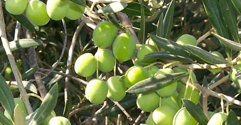 وقف تصدير الزيتون إلى إسرائيل بعد ضغوطات مدنية