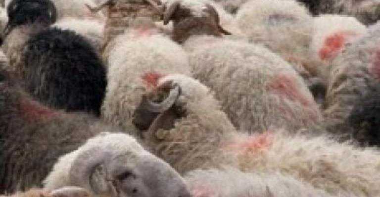 الزراعة تتعهد بعدم ارتفاع أسعار المواشي بعد إلغائها قيود التصدير للخليج الزراعة تتعهد بعدم ارتفاع أسعار المواشي بعد إلغائها قيود التصدير للخليج