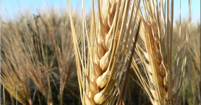 الإحصاءات: إنتاجنا من القمح يكفينا 17 يوما