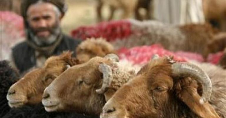 أمانة عمان تحدد المواقع والتعليمات الخاصة بالأضاحي أمانة عمان تحدد المواقع والتعليمات الخاصة بالأضاحي