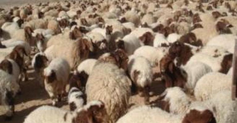 أسعاراللحوم في الأردن الأعلى عربيا