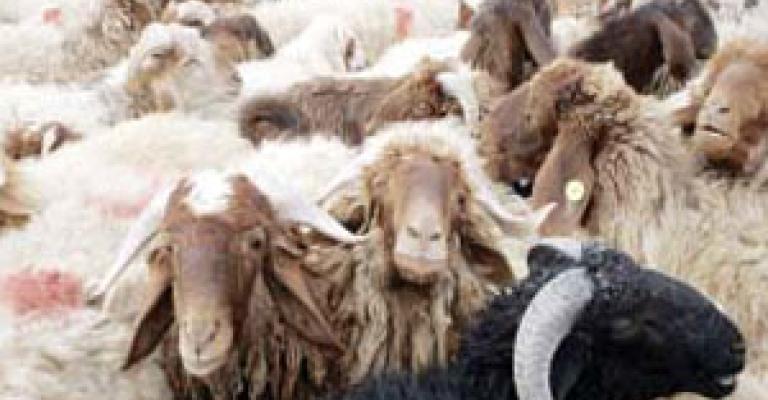 امانة عمان تستحدث مواقع جديدة لبيع الاضاحي امانة عمان تستحدث مواقع جديدة لبيع الاضاحي