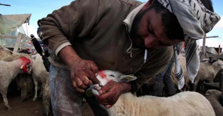 صور.. الاضاحي تسيطر على ملامح العيد صور.. الاضاحي تسيطر على ملامح العيد