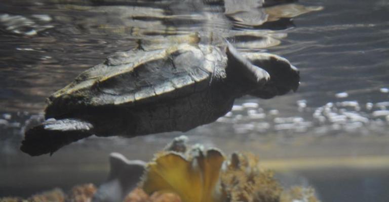 انقاذ سلحفاء بحرية علقت في النفايات انقاذ سلحفاء بحرية علقت في النفايات