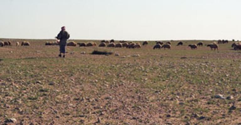 مقتل راعي غنم برصاصة زميله مقتل راعي غنم برصاصة زميله