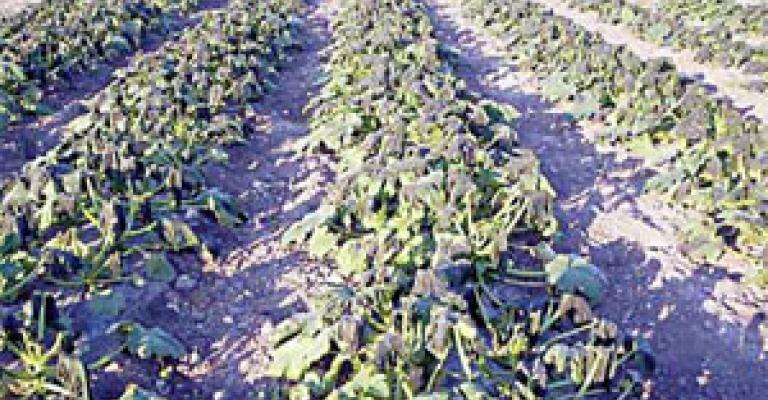 وزير الزراعة يتعهد بالنظر في مطالب مزارعي الأغوار