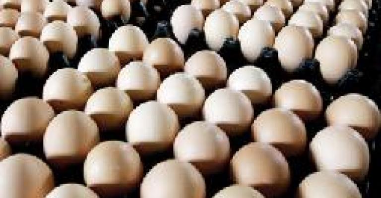 إنتاج 203.9 من بيض المائدة