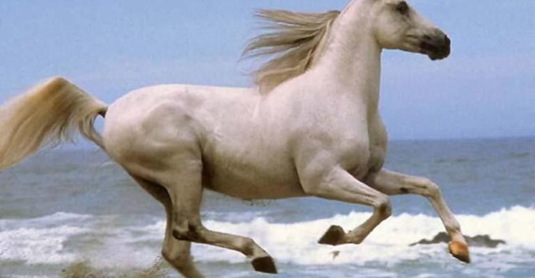 نطفة الحرية..