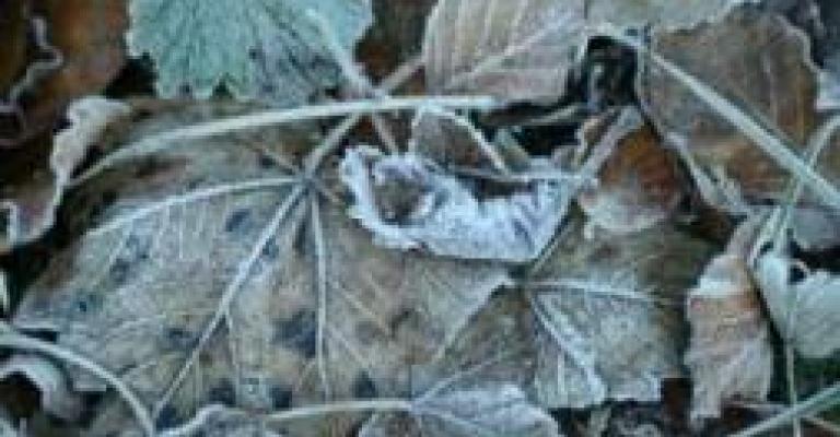 75 نائبا يطالبون بتعويض مزارعي الاغوار جراء الصقيع