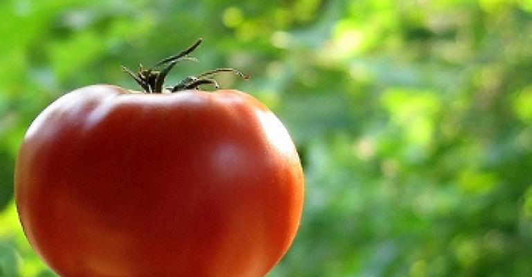 السعودية تستورد البندورة والمزارعون يتوقفون عن قطفها السعودية تستورد البندورة والمزارعون يتوقفون عن قطفها