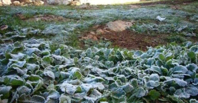 الزراعة: نسبة الأضرار بسبب الصقيق لا تتجاوز 25% الزراعة: نسبة الأضرار بسبب الصقيق لا تتجاوز 25%