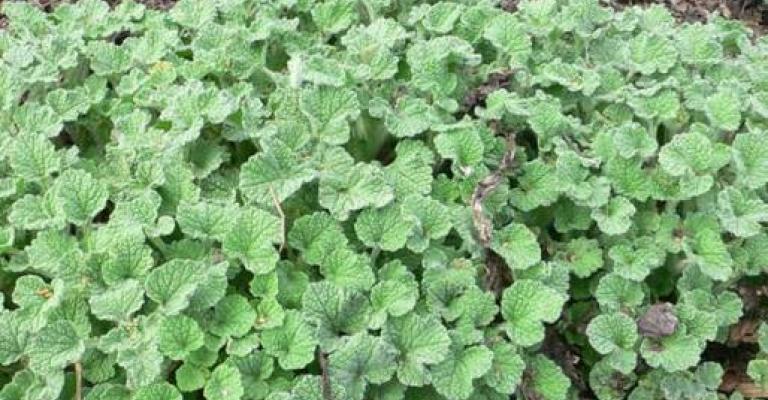 الأميرة يسمه: النباتات الطبيعية أثمن من النفط الأميرة يسمه: النباتات الطبيعية أثمن من النفط