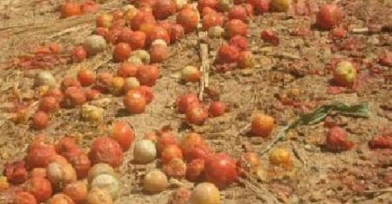 موجة الحر تلحق اضرارا بالثروة الحيوانية و الزراعية