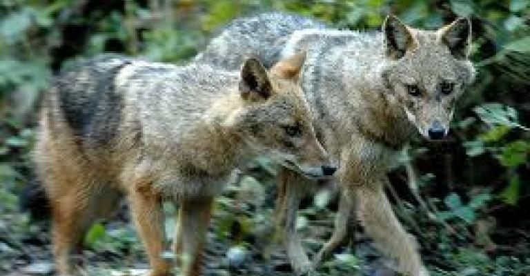 تحت خط "القهر" 