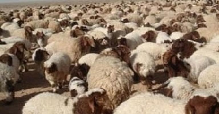 حجازي وغوشة ترفض الاستجابة لقرارات البيئة حجازي وغوشة ترفض الاستجابة لقرارات البيئة