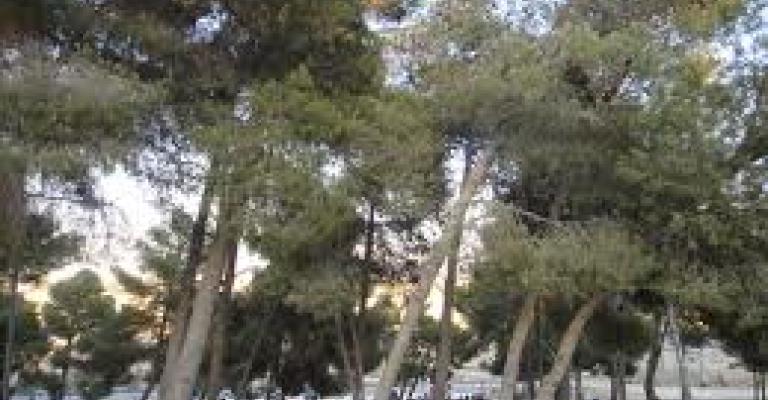 نصف مليون زائر يرتادون متنزهات عمان خلال العيد نصف مليون زائر يرتادون متنزهات عمان خلال العيد