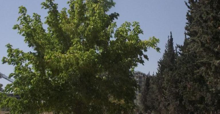 جهود لوقف قطع اشجار القيادة 