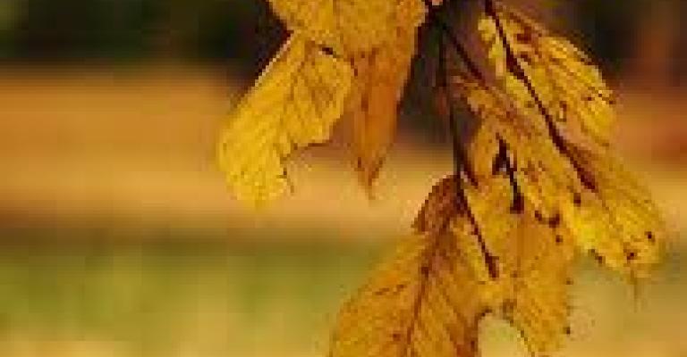 ..ذكّرني فيك 