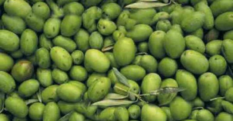 لجنة وطنية لإنشاء مجلس أعلى للزيتون 