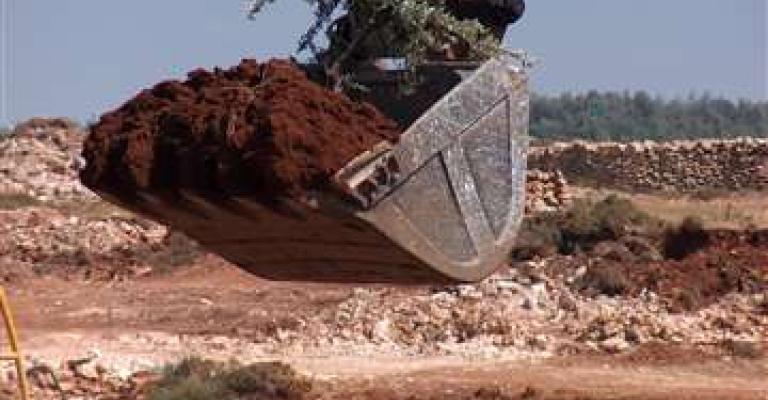  مستوطنون يقتلعون 80 شجرة زيتون بالضفة 