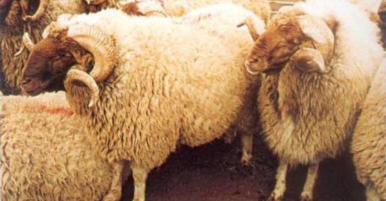 مربو الاغنام يحتجون على الاستيراد من سوريا 