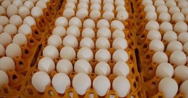 اسعار بيض المائدة وفصل الشتاء اسعار بيض المائدة وفصل الشتاء