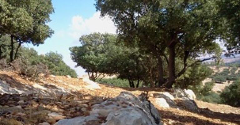 55 مخالفة اعتداء على الأشجار الحرجية في اربد منذ مطلع العام -صور 55 مخالفة اعتداء على الأشجار الحرجية في اربد منذ مطلع العام -صور