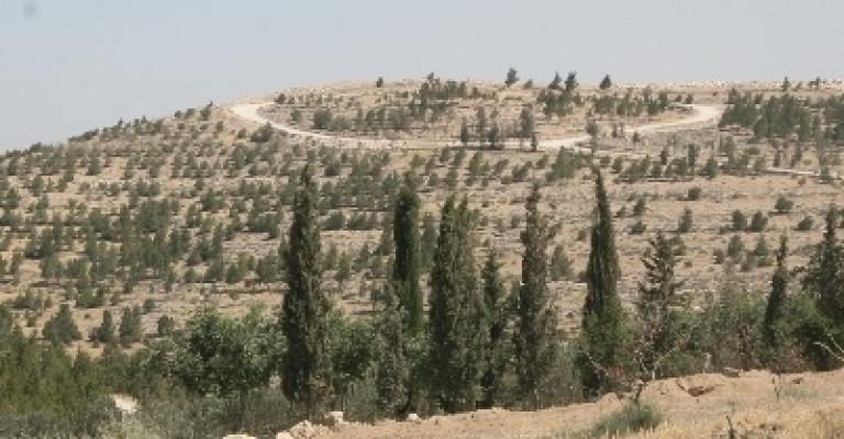 الأمانة تجميل مكب البيضاء بـ"8000 " شجرة الأمانة تجميل مكب البيضاء بـ"8000 " شجرة