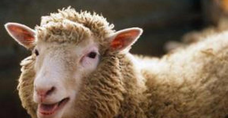 توزيع 51 رأس غنم على أسر عفيفة توزيع 51 رأس غنم على أسر عفيفة