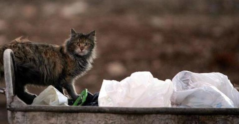 قط يفتش عن الطعام في حاوية النفايات- عدسة حمزة مزرعاوي/ فيسبوك 