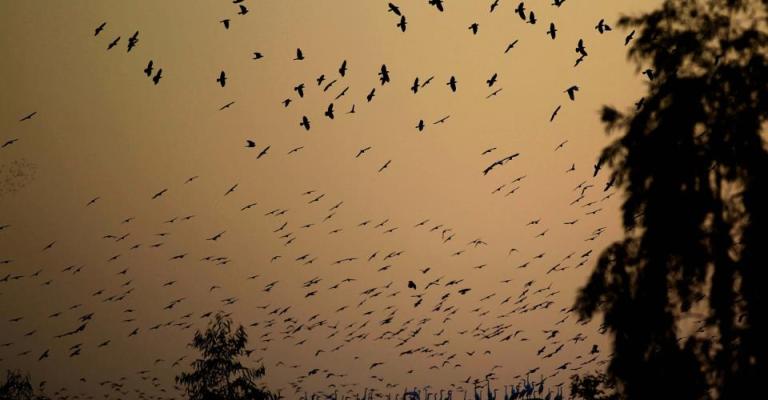 هجرة الطيور- عدسة محمد ابو غوش/ فيسبوك هجرة الطيور- عدسة محمد ابو غوش/ فيسبوك