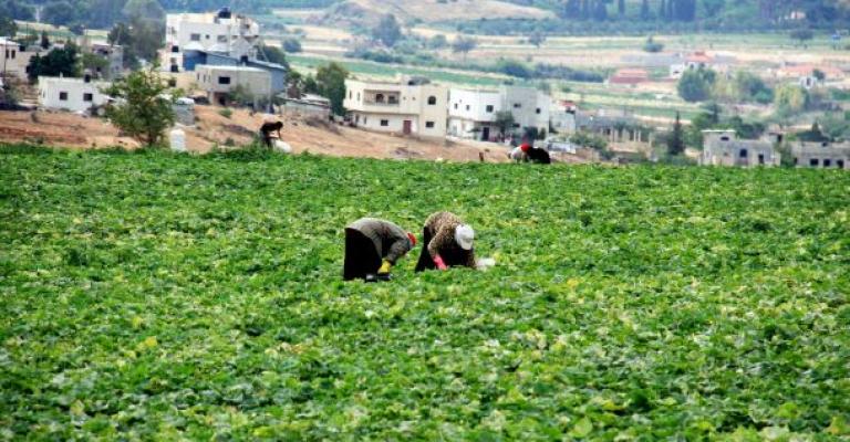 الموسم المطري يبشر بانتعاش القطاع الزراعي