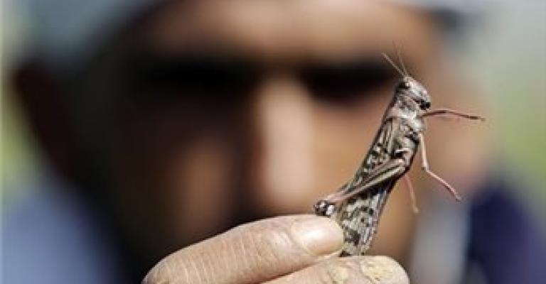 الاستنفار جنوب الخليل تحسبا لوصول الجراد