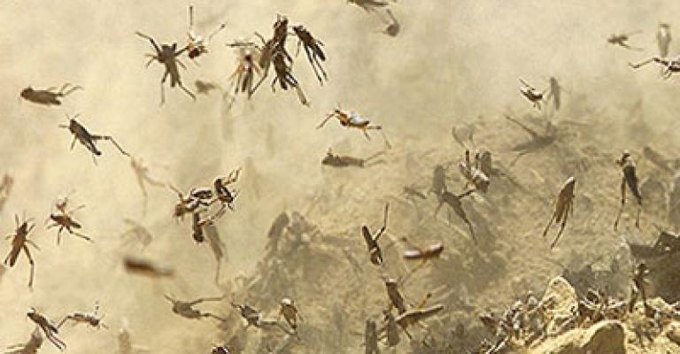 الزراعة تكافح الجراد في المناطق الغربية 