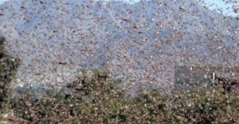 الزراعة تقضي على 70 بالمئة من الجراد 