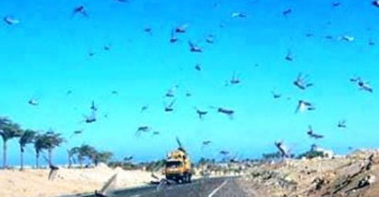 الزراعة تحذر من المواد السامة المستخدمة بمكافحة الجراد 