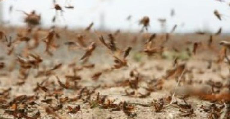 آل خطاب: خلو المملكة من الجراد