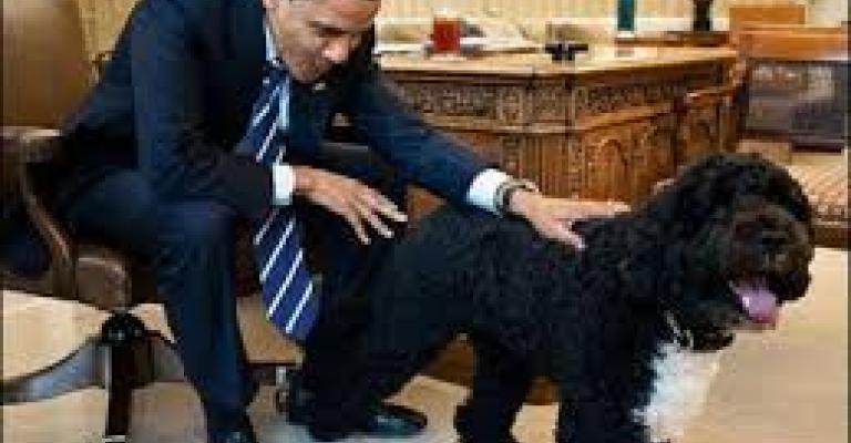 كلب الرئيس ..رئيس