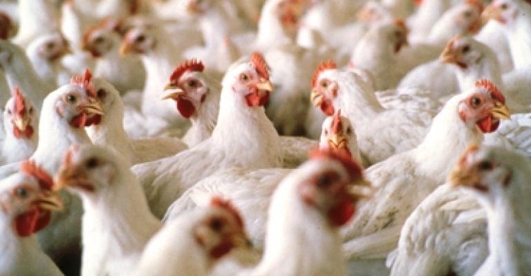 الدجاج الدجاج