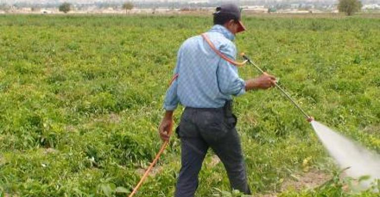 العوران : مصير الزراعة يحدد منتصف العام العوران : مصير الزراعة يحدد منتصف العام