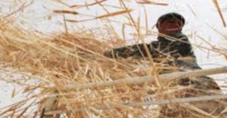 امطار نيسان: تنعش المياه وتضرب محاصيل القمح امطار نيسان: تنعش المياه وتضرب محاصيل القمح