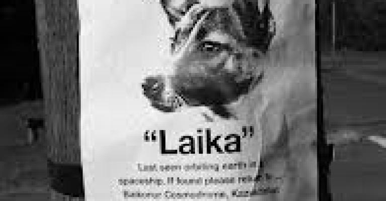 ابحثوا معي عن كلب