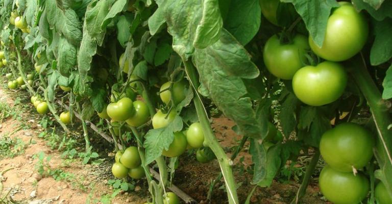 شركات زراعية تحذّر من ارتفاع الاسعار في حال إغلاقها شركات زراعية تحذّر من ارتفاع الاسعار في حال إغلاقها