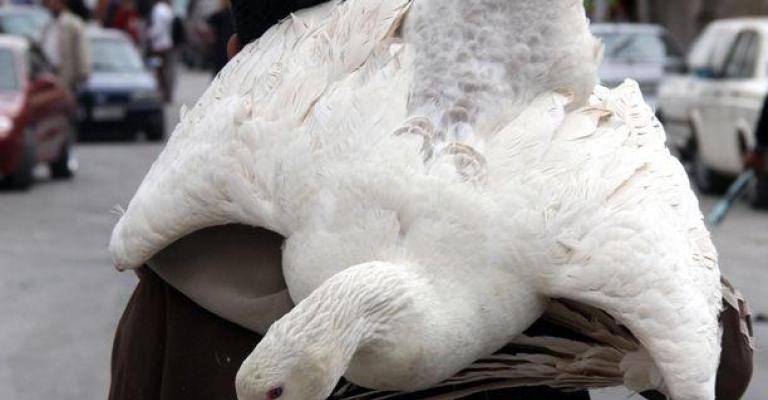 طفل يحمل أوزة على ظهره في مخيم الحسين - تصوير زيد الصرايرة