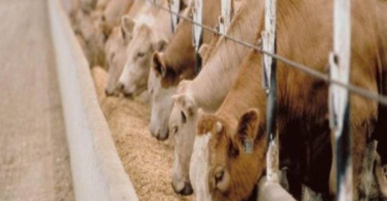 مرض العقد الجلدية مصدره شمال فلسطين والجولان