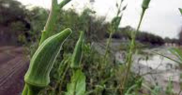 اللطم في الزمان الخرابيشي